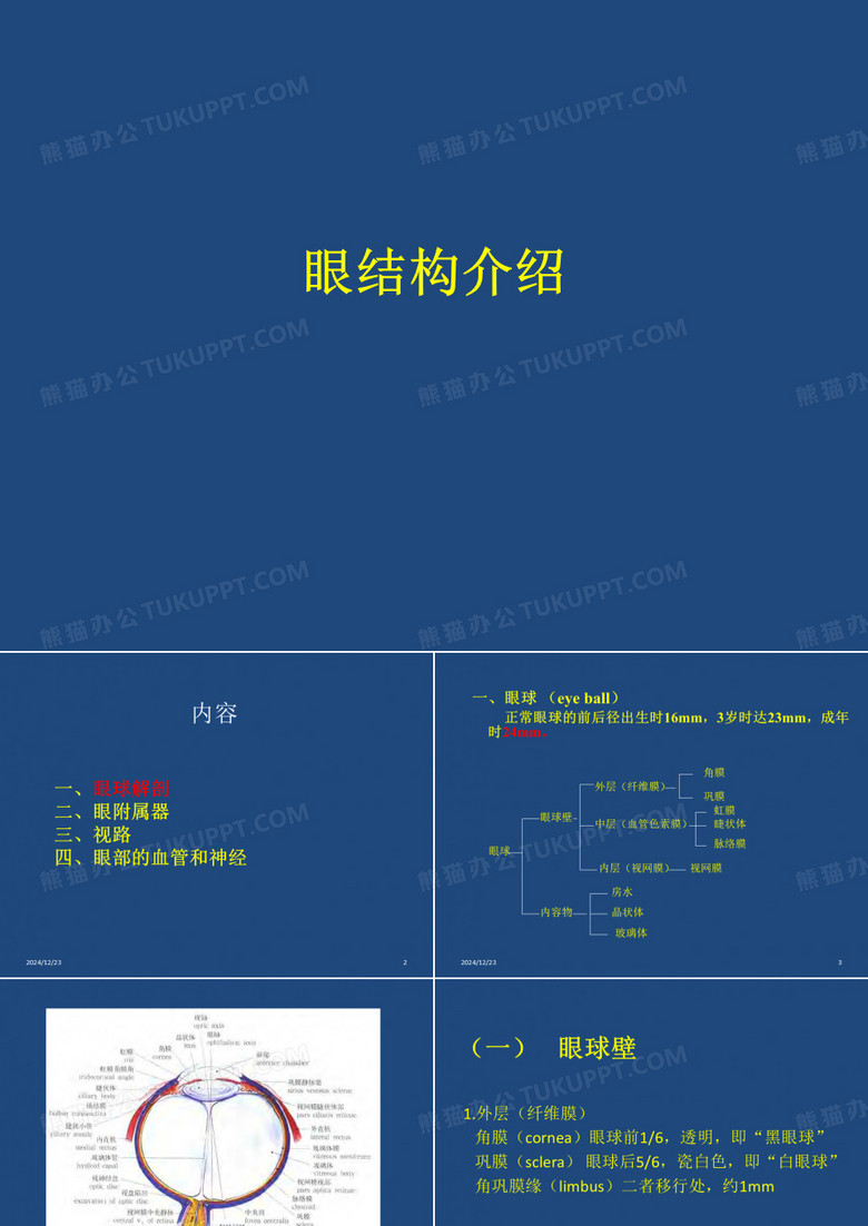 眼结构介绍