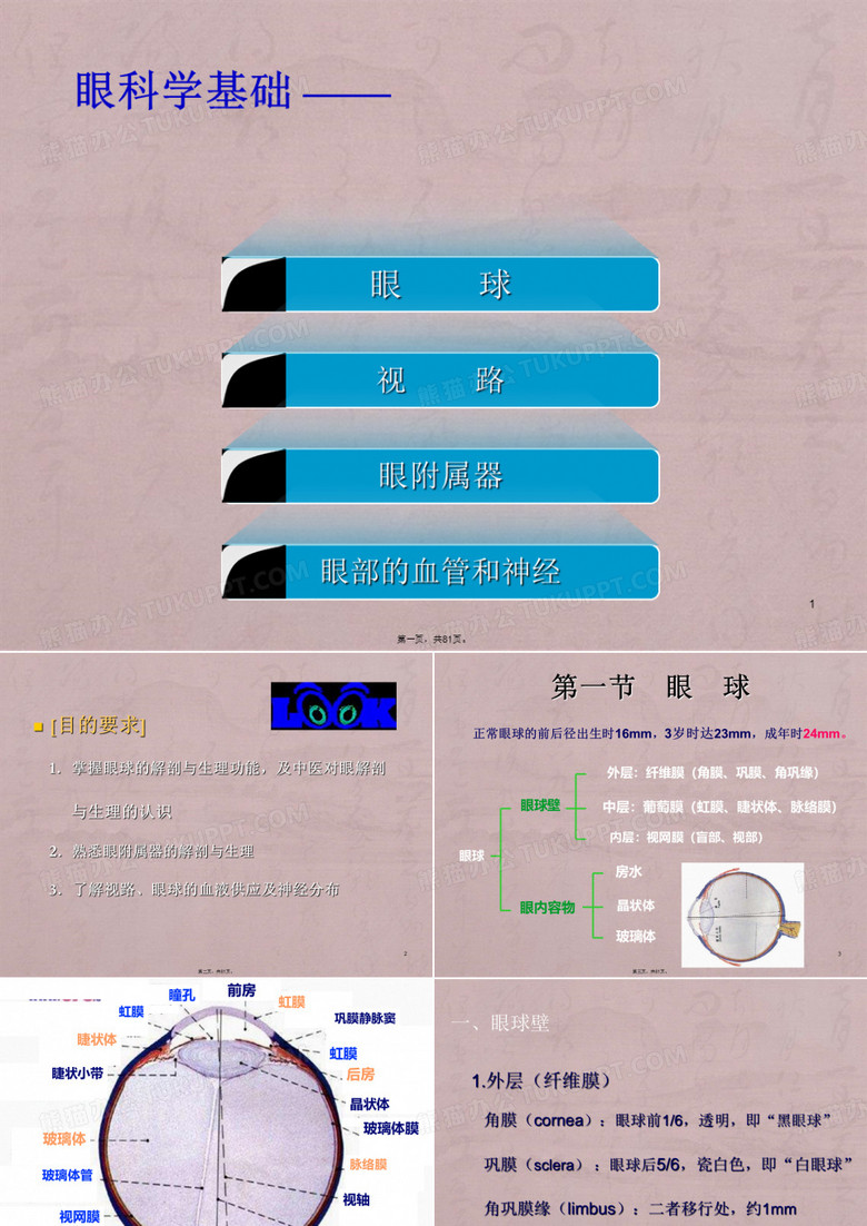 眼的解剖结构与生理功能