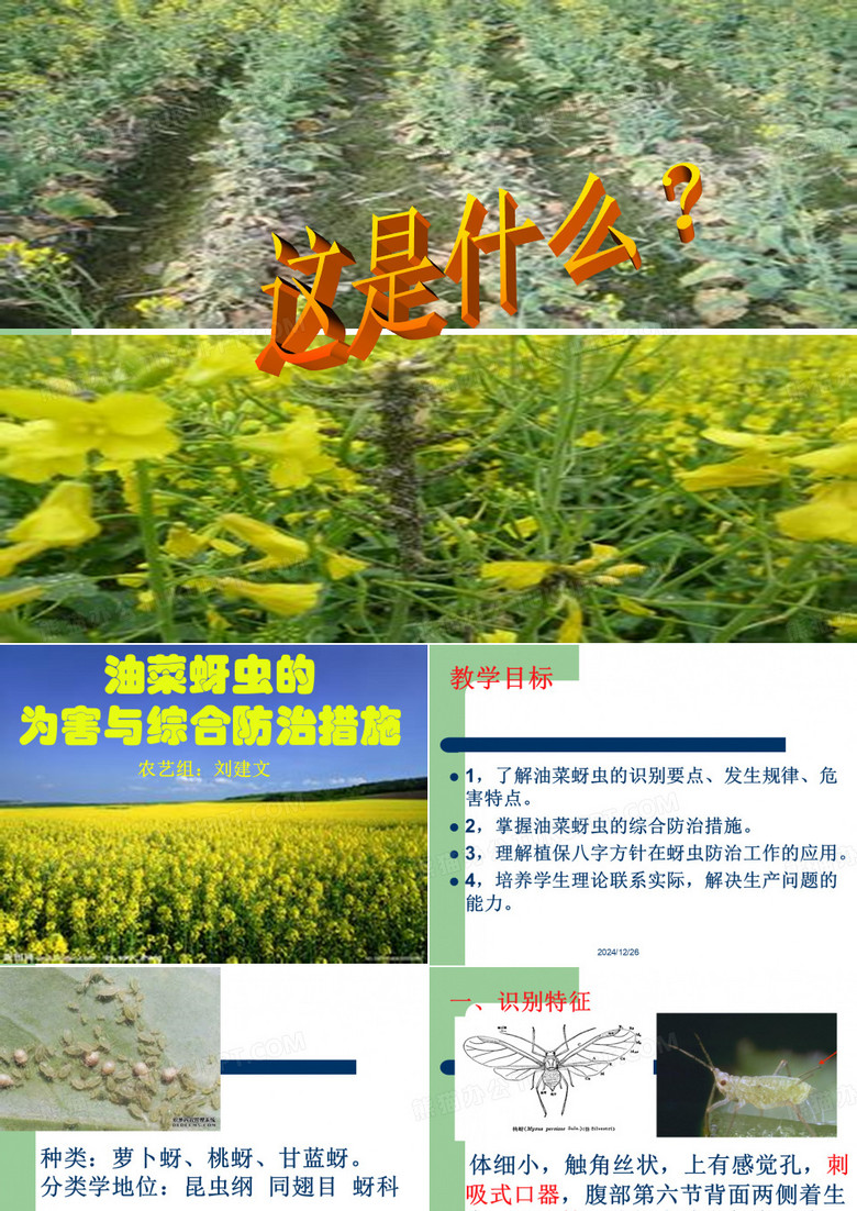 油菜蚜虫的为害与防治