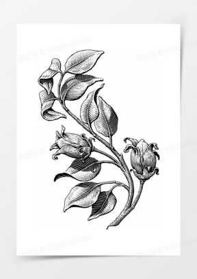 手绘黑白花朵叶子