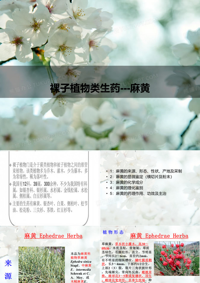 麻黄