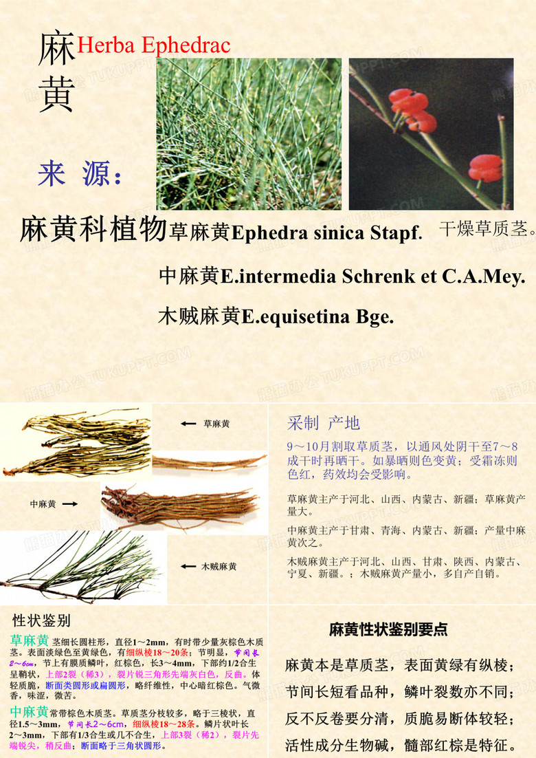 --q麻黄.ppt