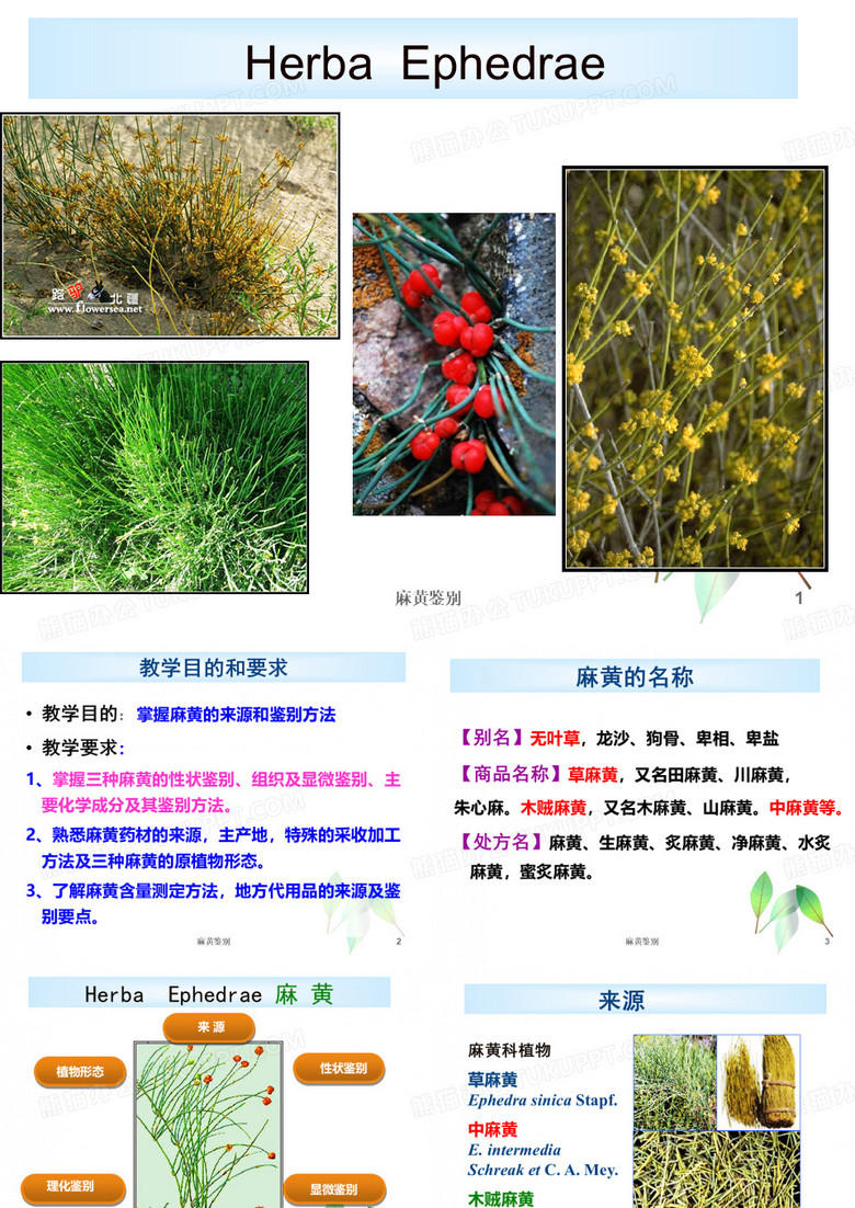 麻黄鉴别ppt课件
