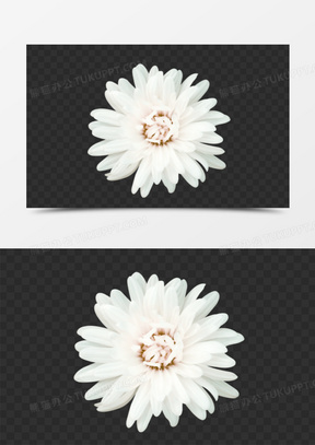 白色花朵 白色花蕊png素材