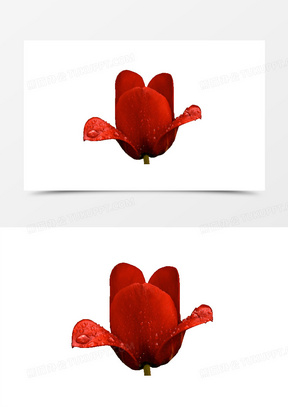 10芦苇花骨朵免抠png图片素材10蓝色花骨朵免抠png图