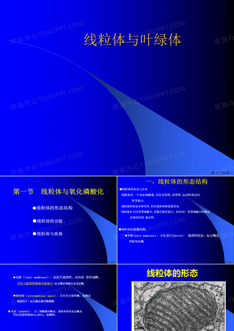 线粒体与叶绿体
