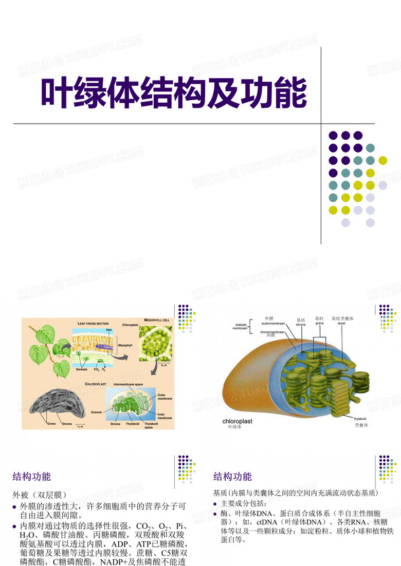 叶绿体结构及功能