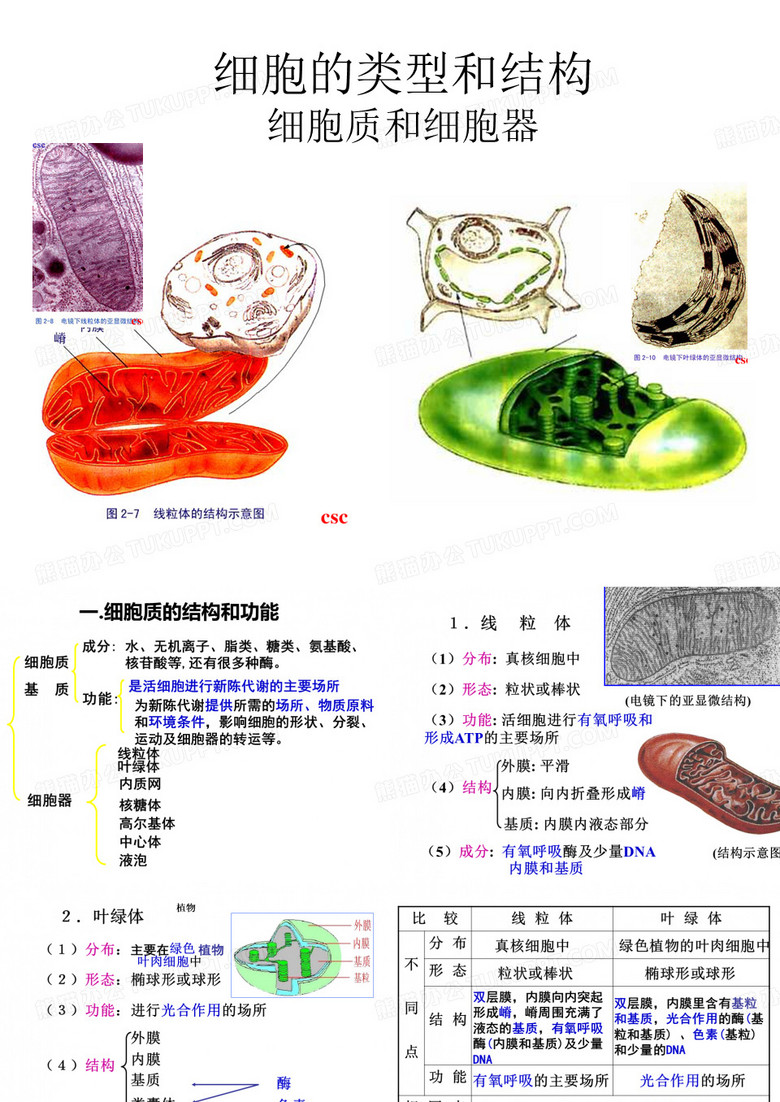 线粒体和叶绿体