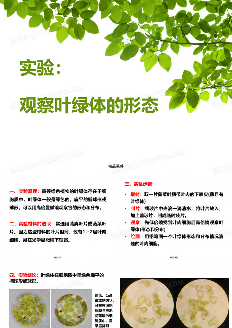 观察叶绿体实验