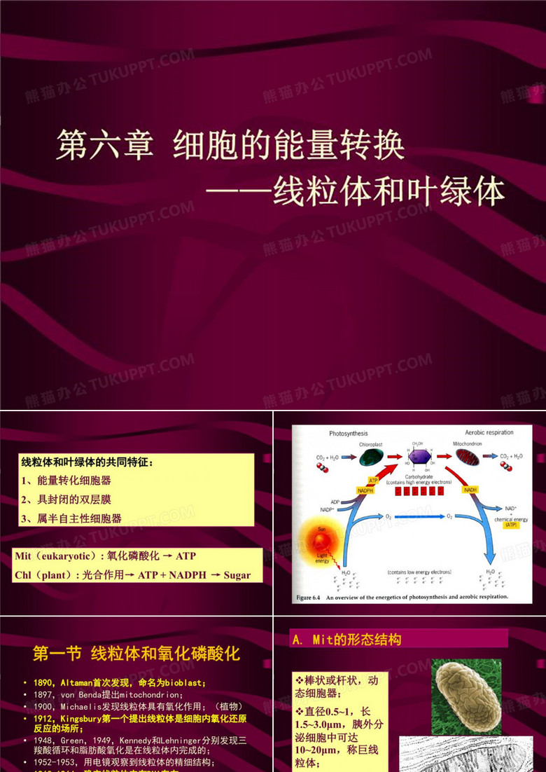 线粒体和叶绿体