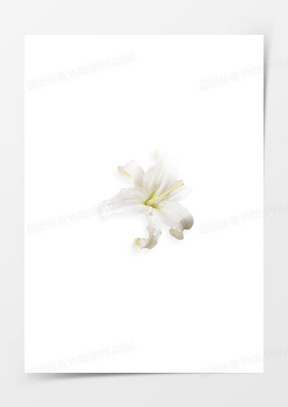 透明花素材 透明花图片 透明花素材图片下载 熊猫办公