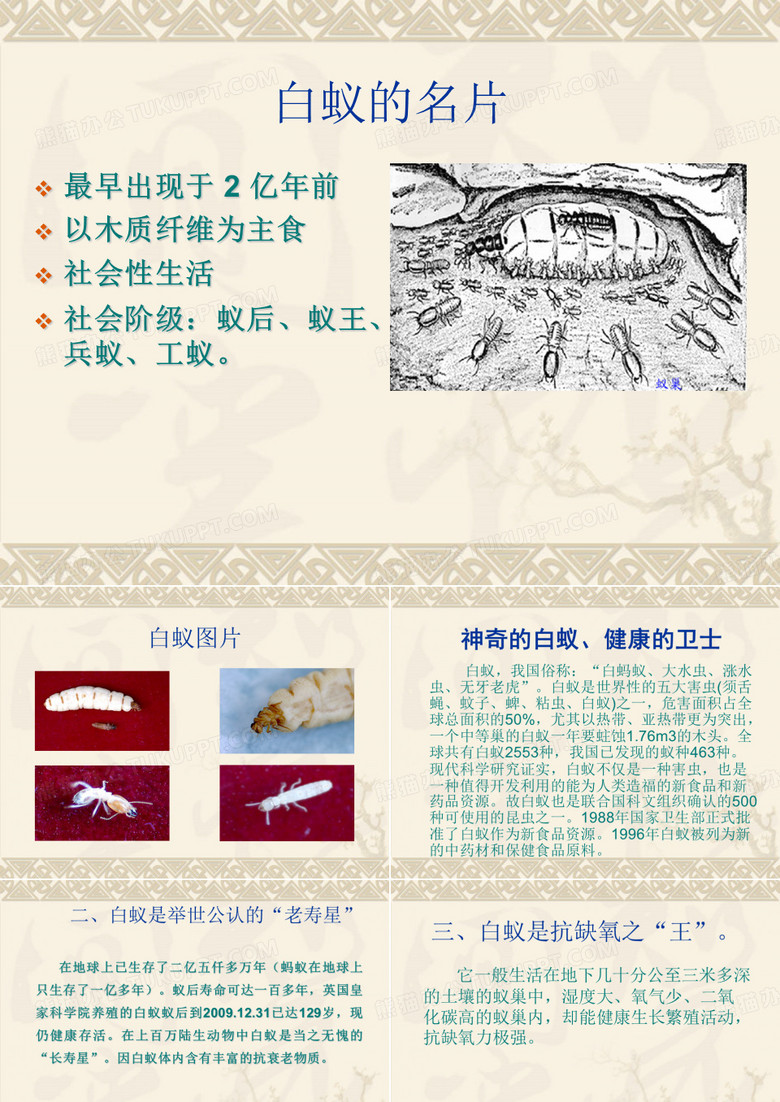 白蚁王国
