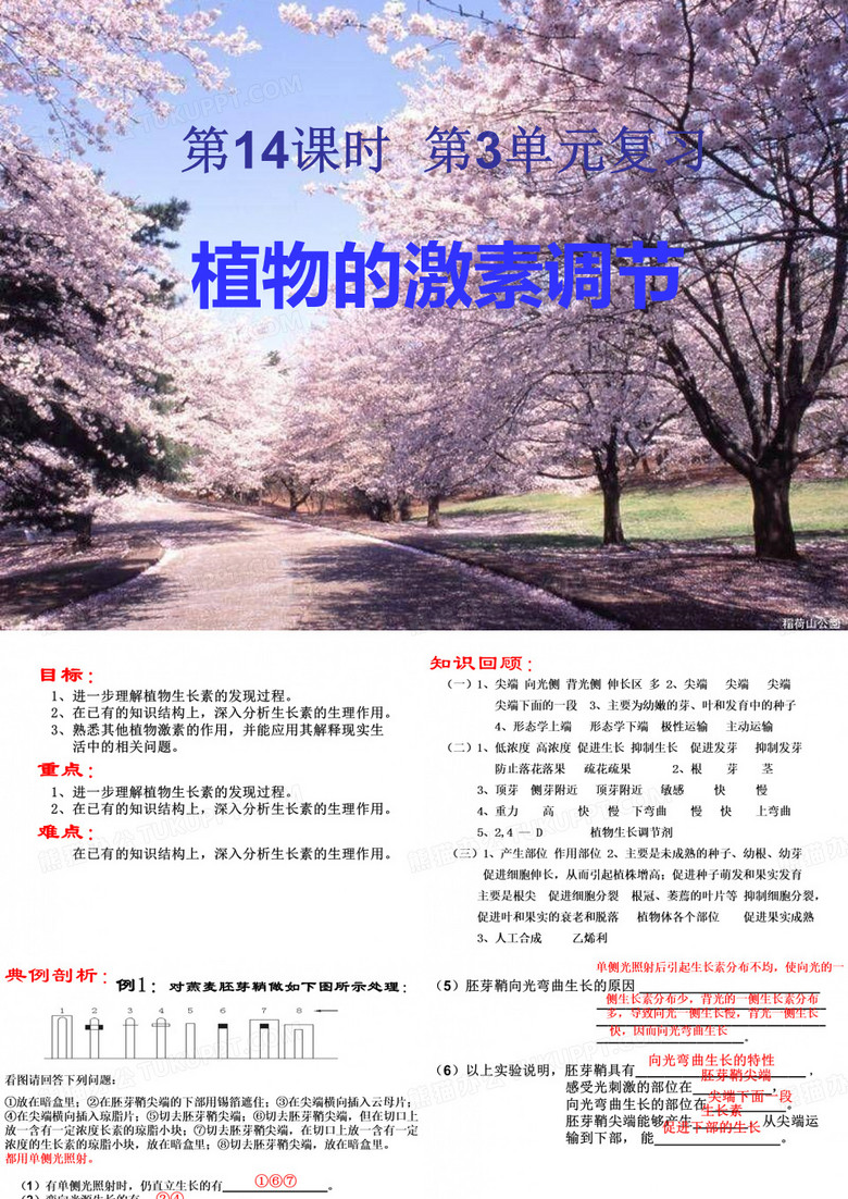 植物的激素调节复习