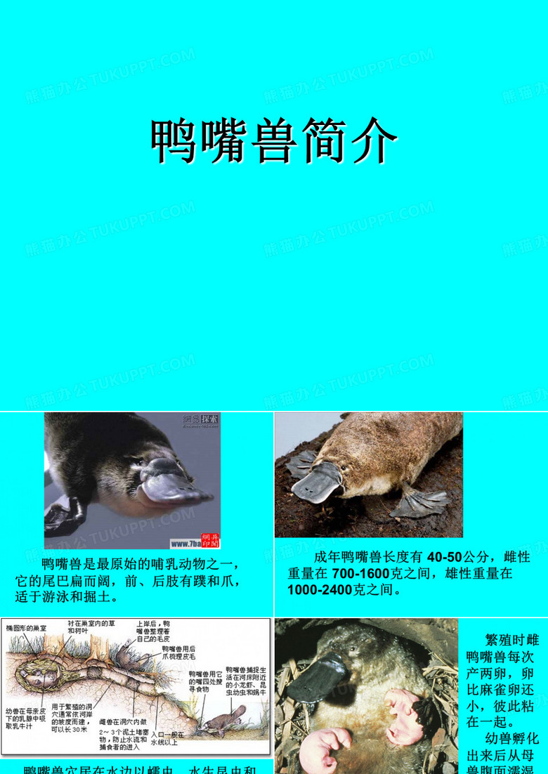 鸭嘴兽简介