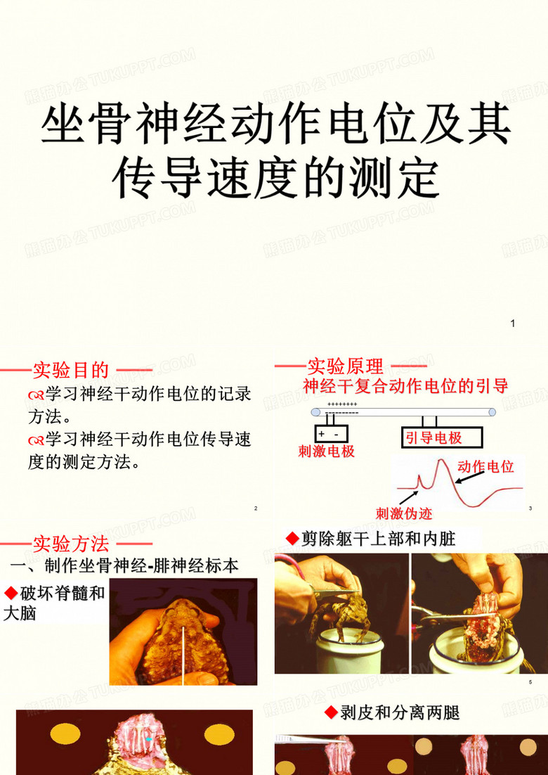 动作电位的测量