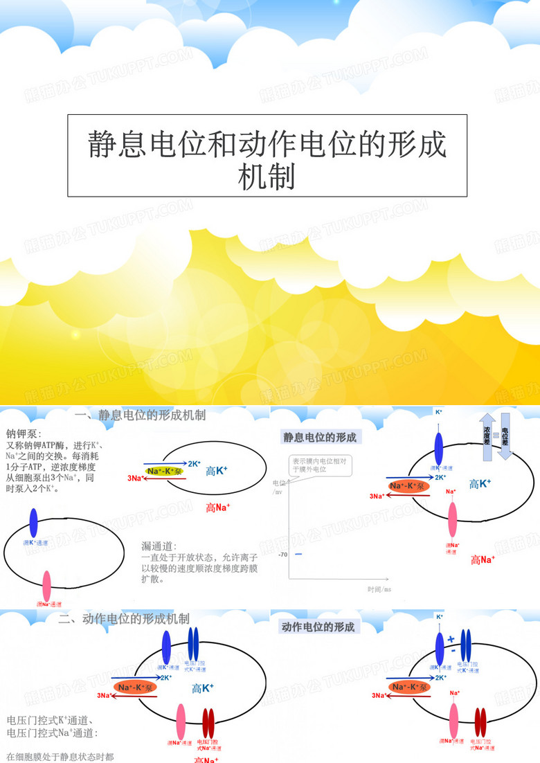 静息电位和动作电位的形成