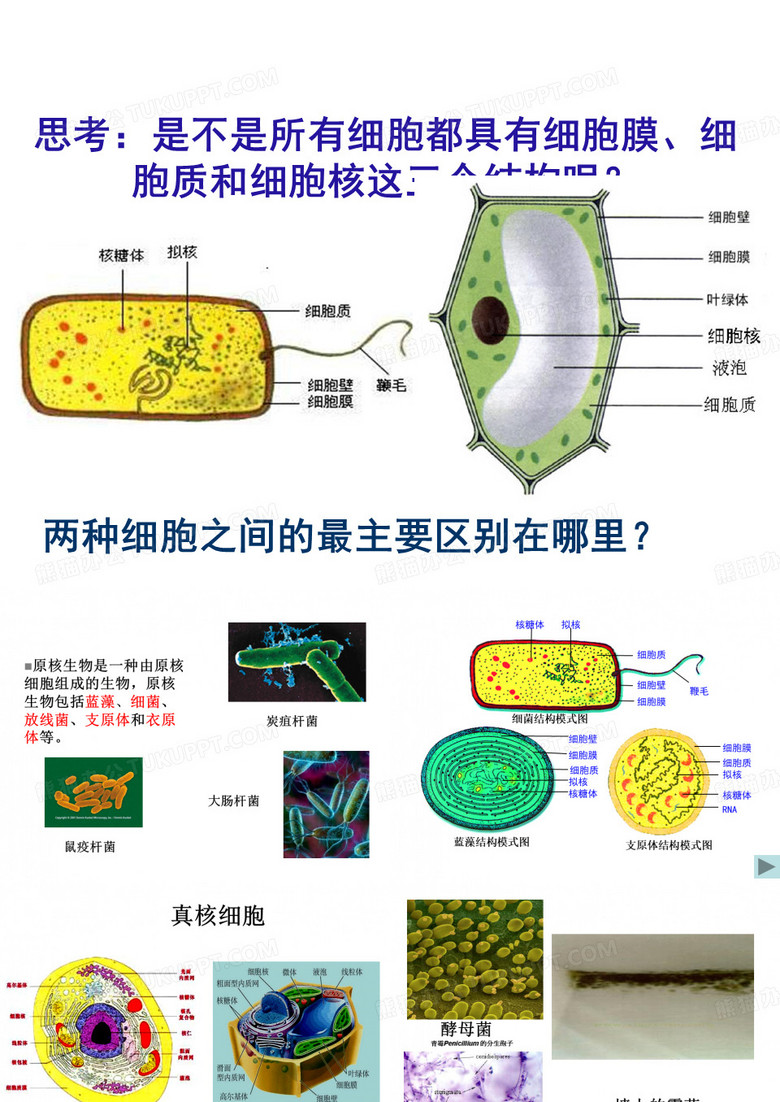 《细胞膜和细胞壁》