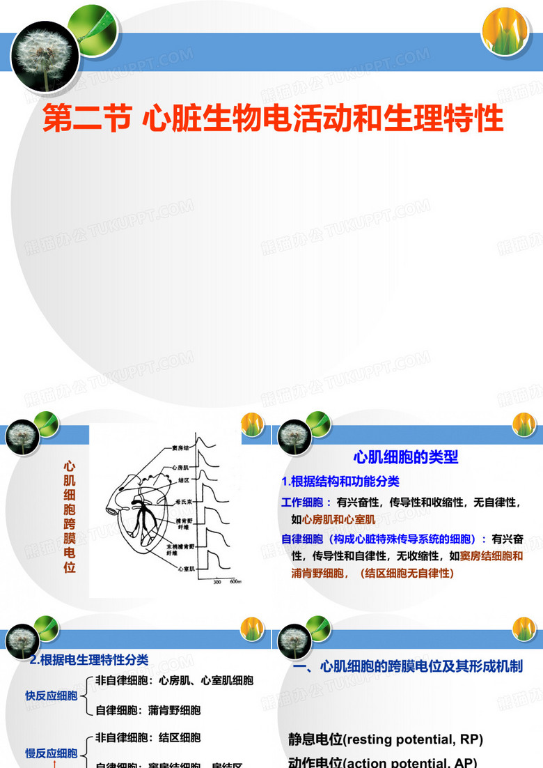 心肌的生物电现象