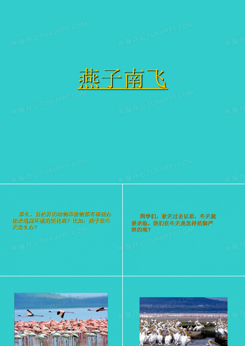 三年级下册科学课件-7 燕子南飞丨冀人版(共19张PPT)  