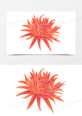 红色菊花图片素材