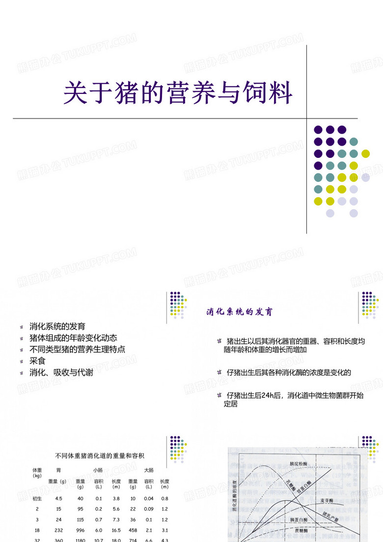 关于猪的营养与饲料课件