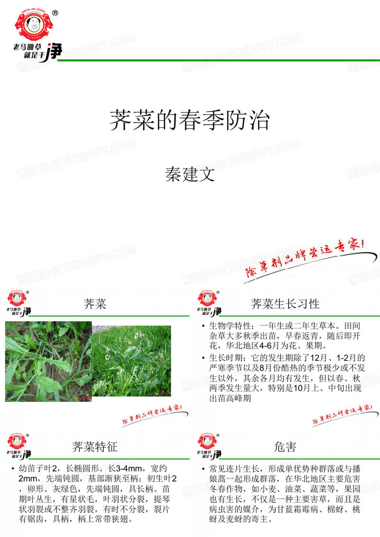 荠菜的春季防治 2