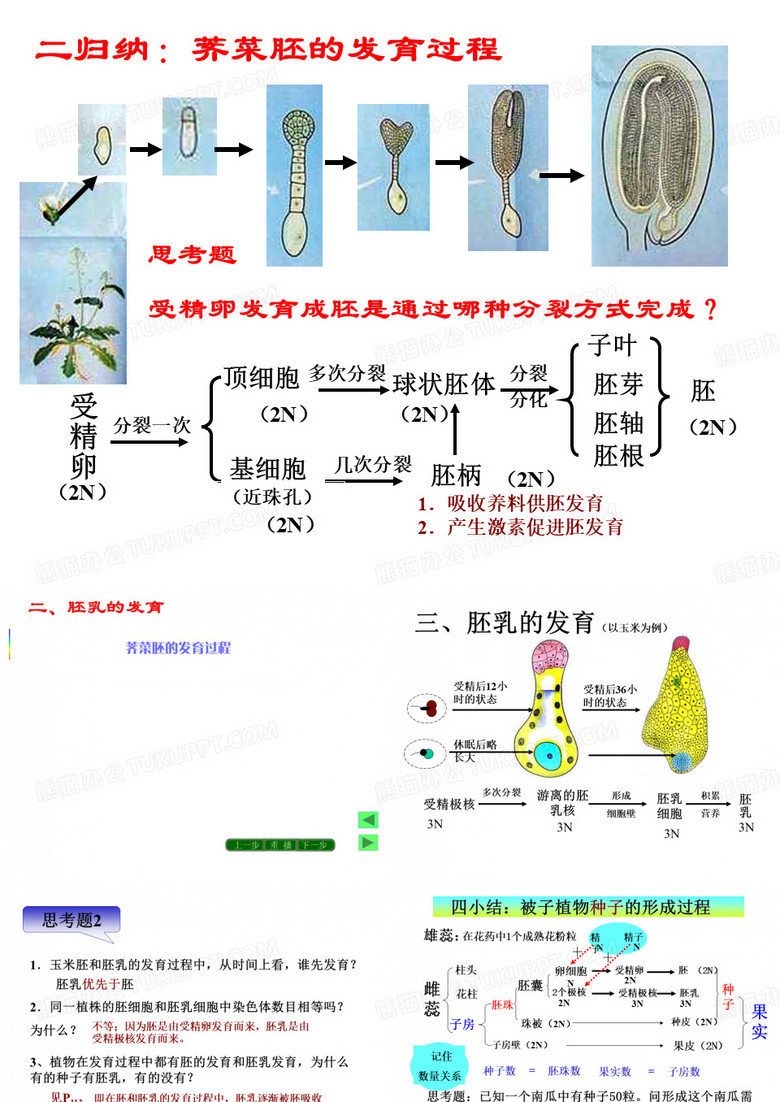 荠菜胚的发育过程