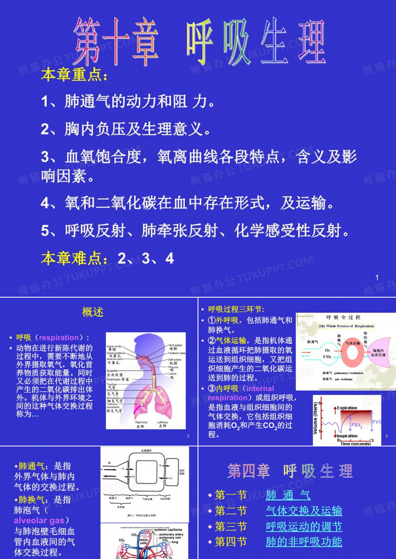 呼吸生理课件