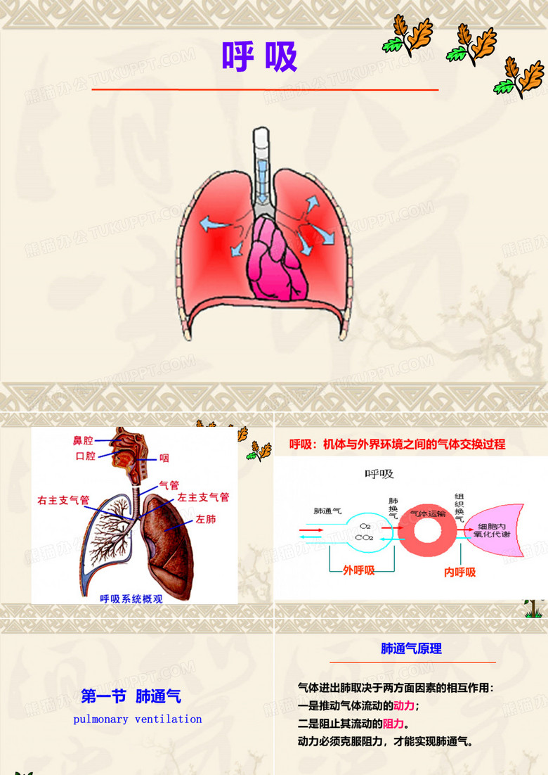 生理课件：呼吸