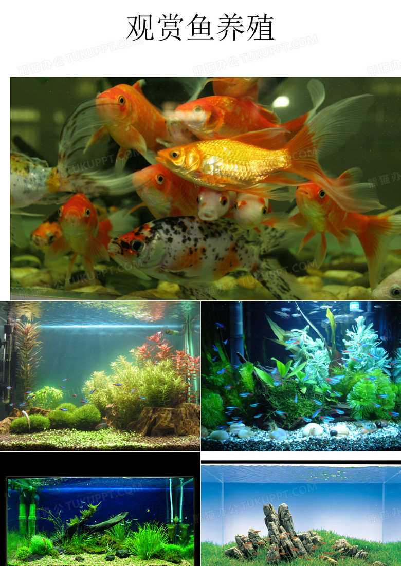 观赏鱼发展史