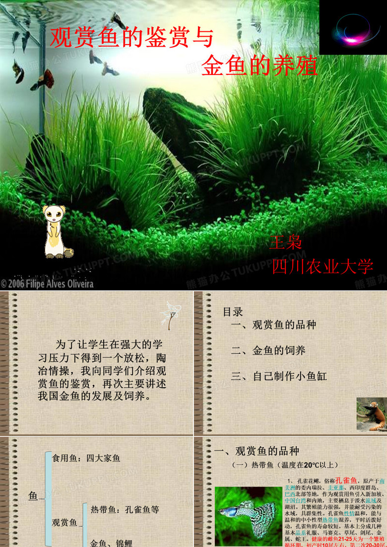 观赏鱼的养殖