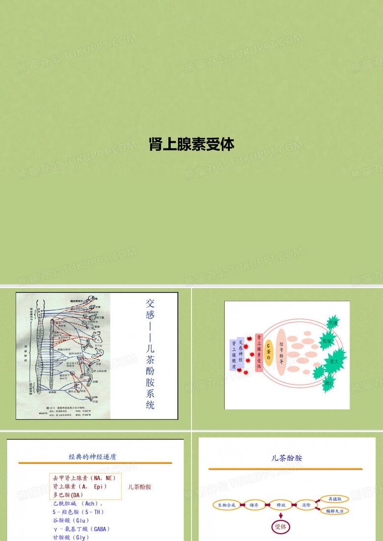 肾上腺素受体