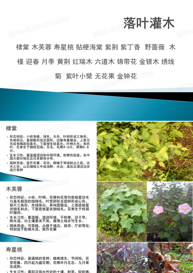 落叶灌木