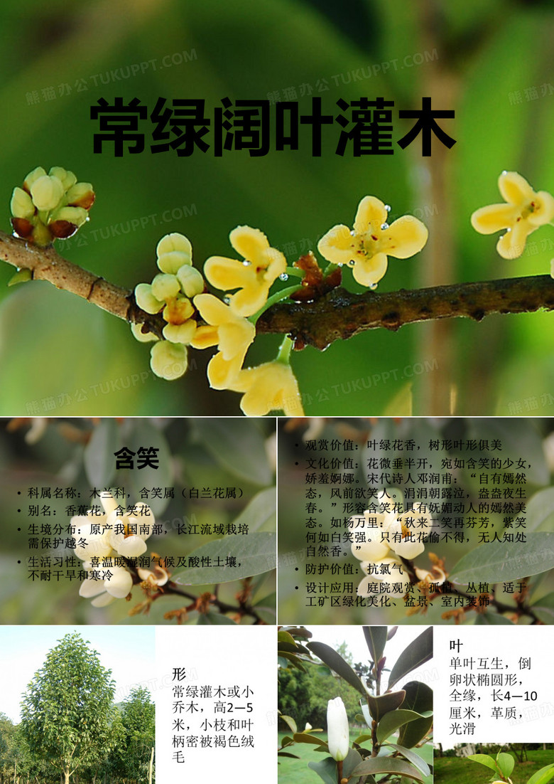 常绿阔叶灌木
