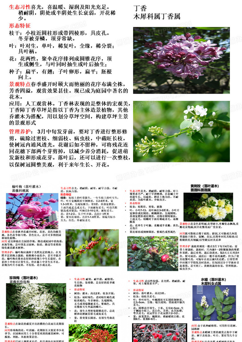 大同地区灌木