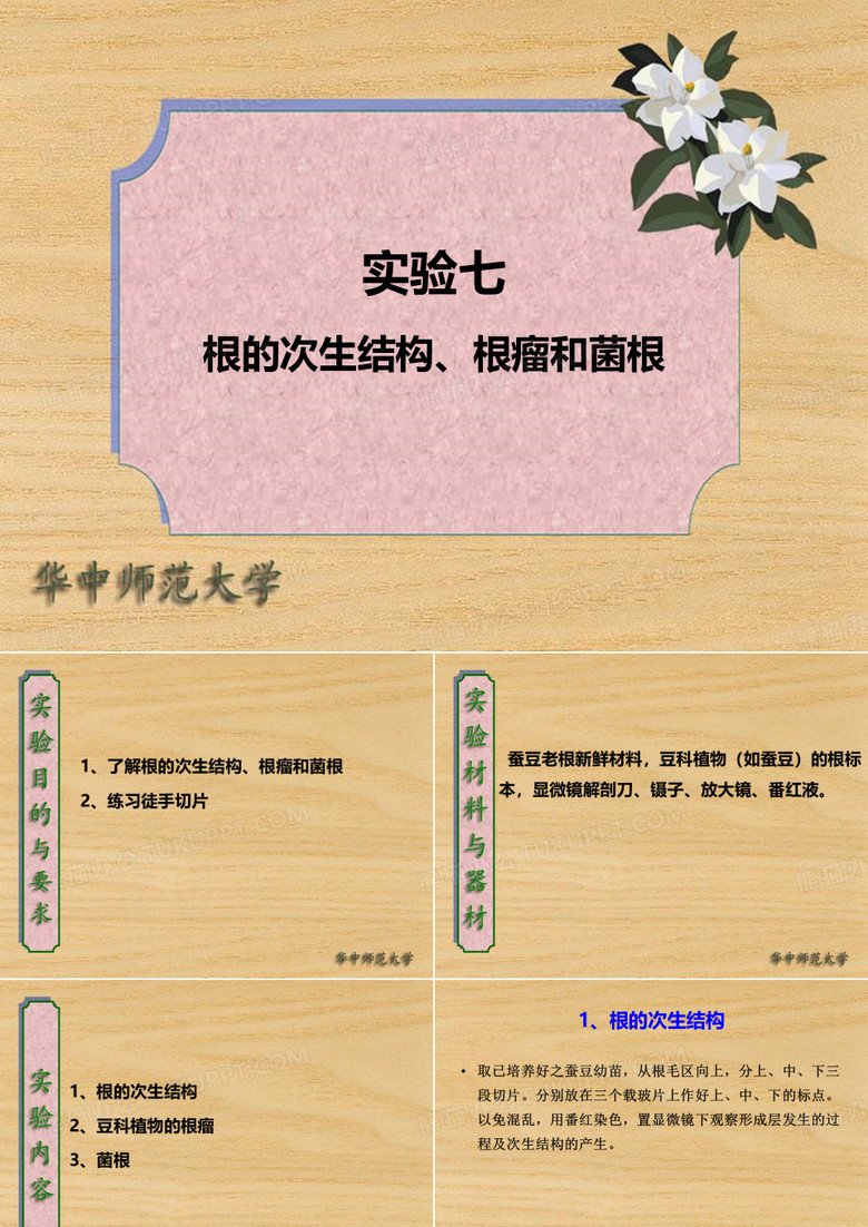 实验七-根的次生结构、根瘤及菌根PPT课件