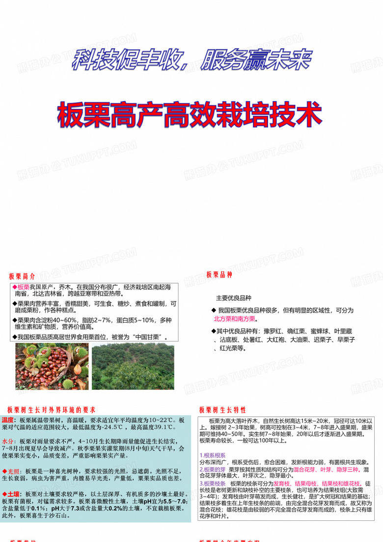 板栗栽培