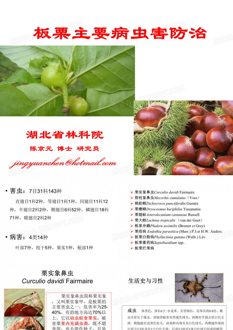 板栗病虫害