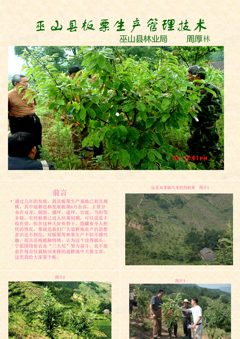 板栗生产管理技术
