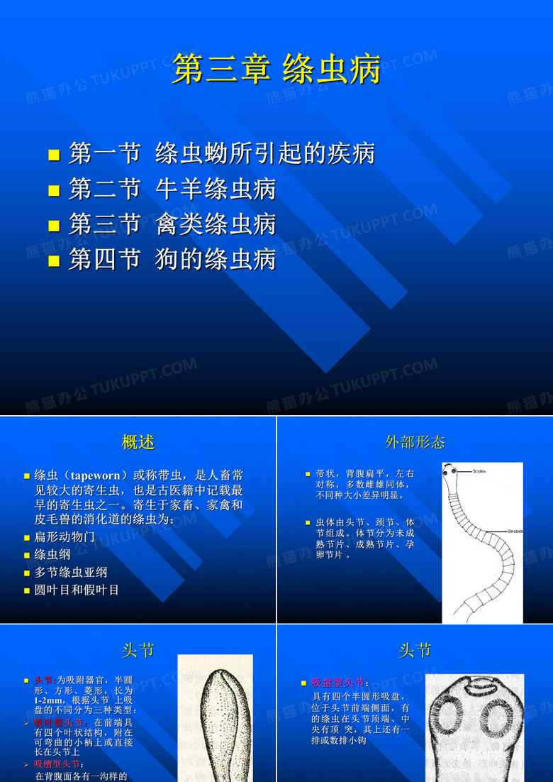 绦虫
