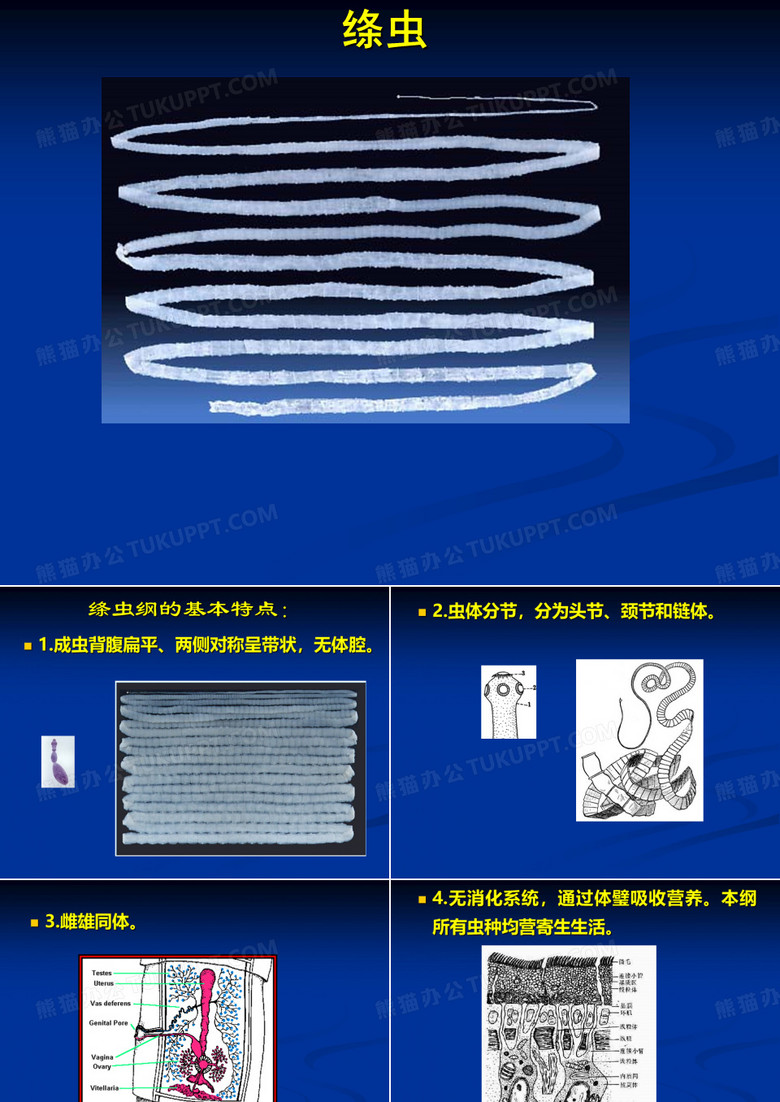 绦虫