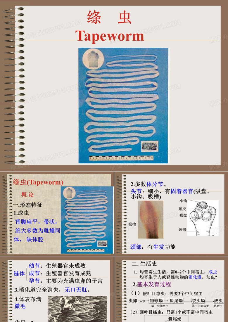 绦虫、猪、牛带绦虫