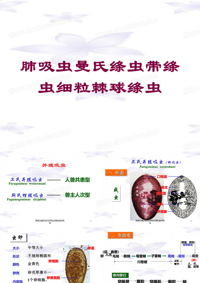 肺吸虫曼氏绦虫带绦虫细粒棘球绦虫培训课件