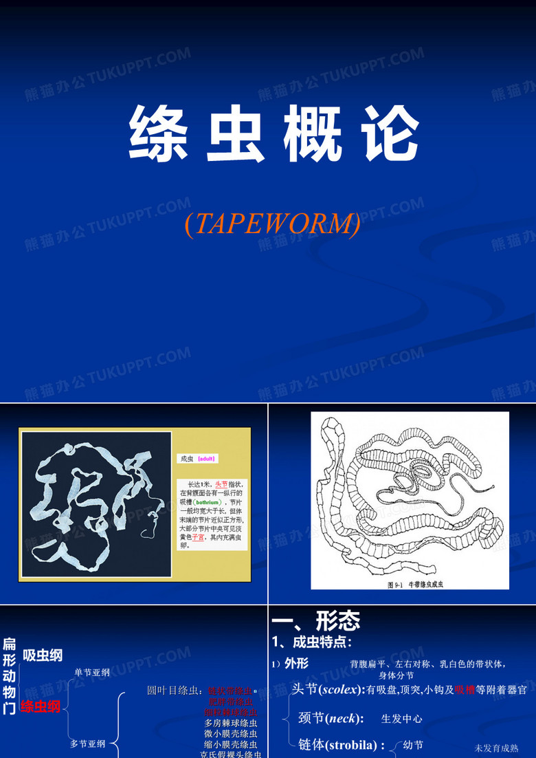 绦虫概述