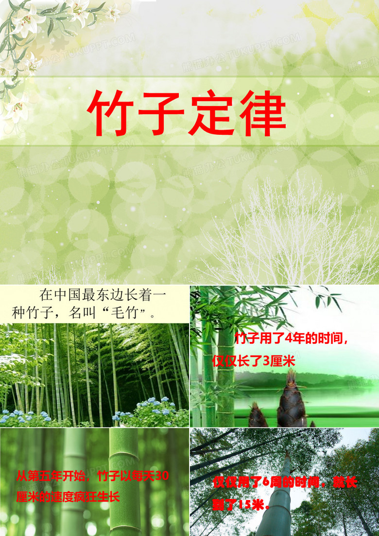 毛竹的故事