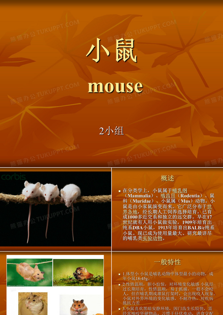 小鼠 PPT课件