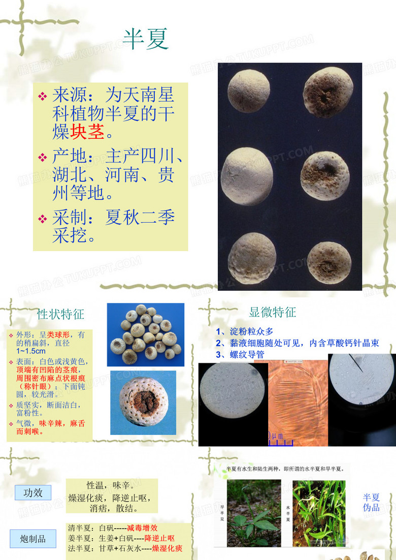 12半夏天麻