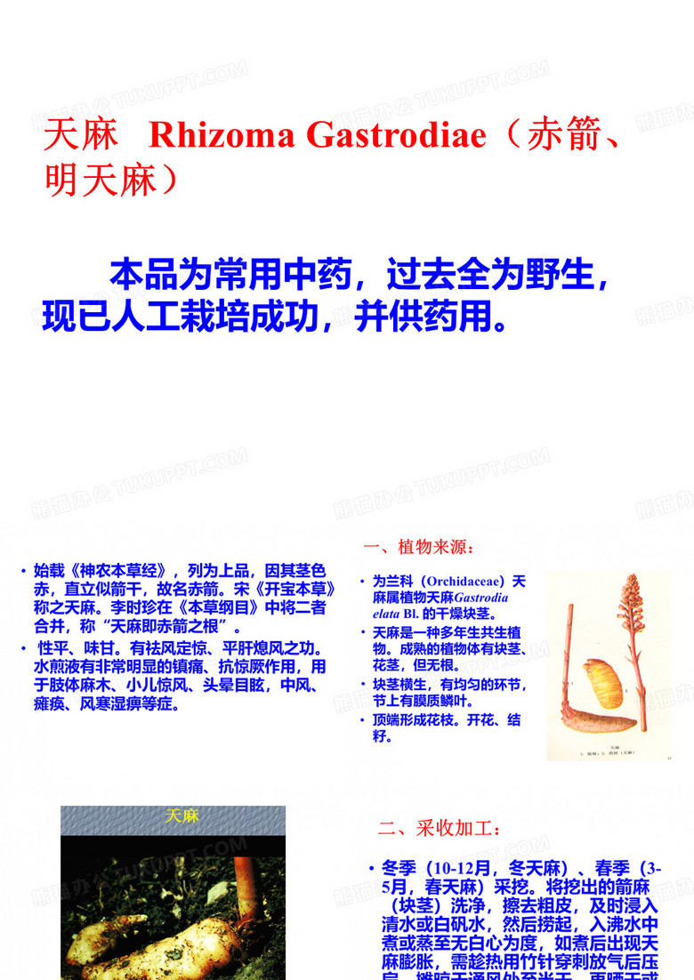 中药鉴定学天麻