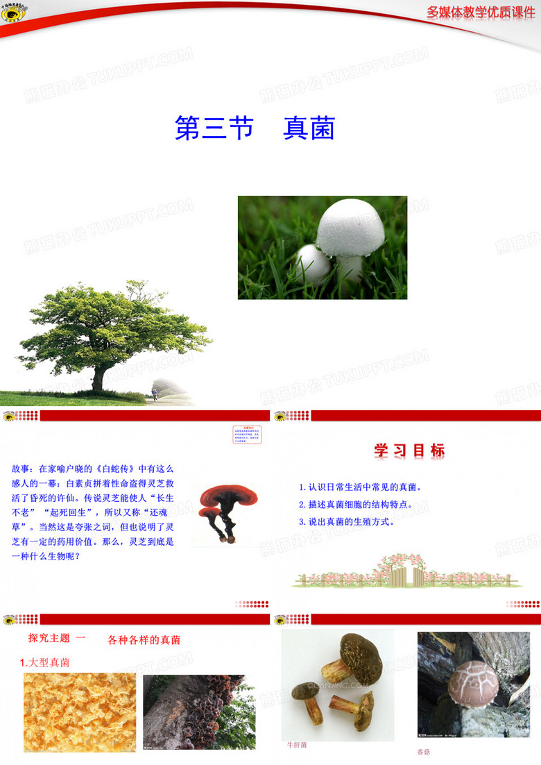 第三节  真菌
