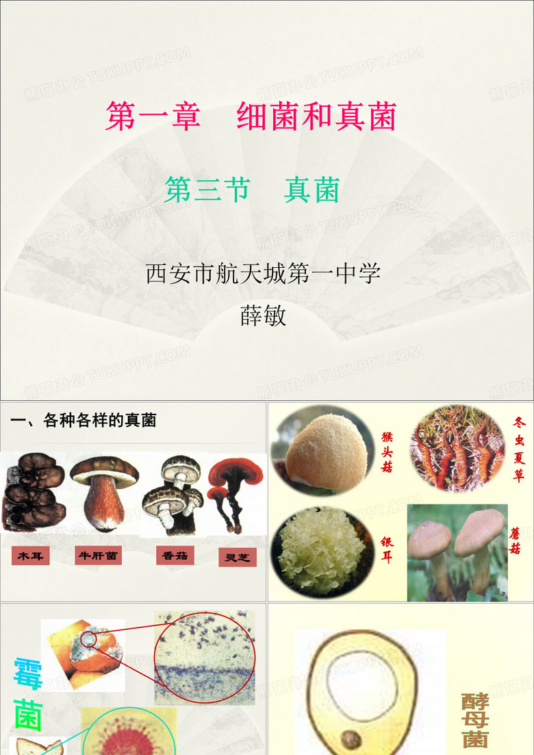第三节真菌